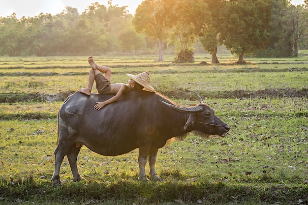 Garçon et buffle