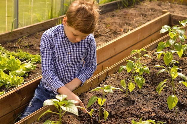 Un garçon caucasien de 10 ans dans une chemise à carreaux s'occupe des semis de poivre dans le jardin Agriculteur avec des produits naturels biologiques jardinage de légumes