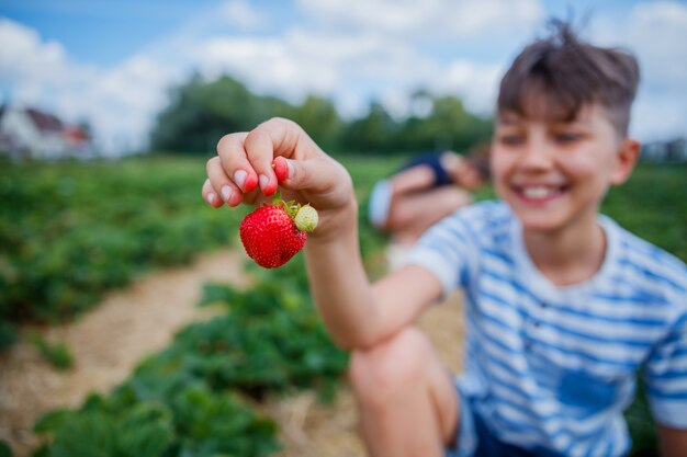 garçon, cueillette, et, manger, fraise, dans, a, champ