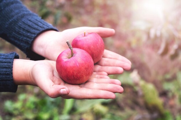 Photo un garçon dans le jardin tenant des pommes mûres rouges récolte de pommes