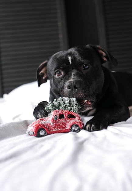 Un garçon embrasse un chien jouant un jouet de Noël