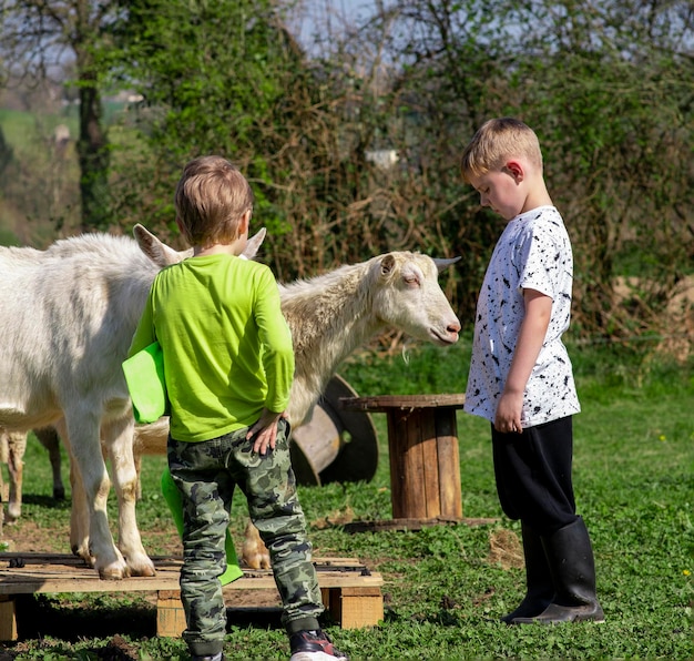 Un garçon de huit ans marche à côté de chèvres qui paissent