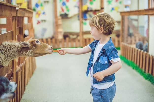 Garçon joue avec l'agneau à la ferme