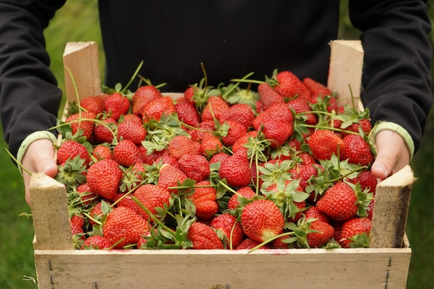 Un garçon a livré une boîte en bois de fraises savoureuses et fraîches