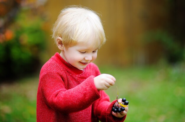 Garçon mignon bambin élégant, cueillette de cassis dans le jardin domestique