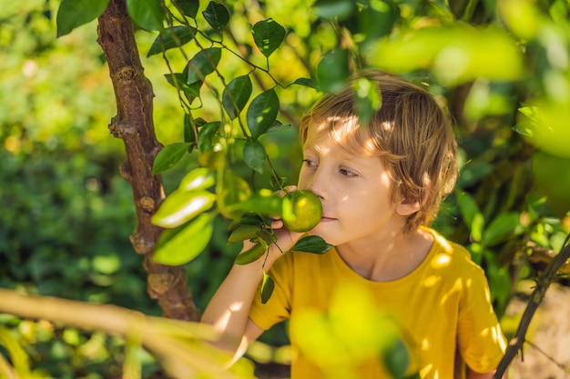 Le garçon mignon dans le jardin rassemble des mandarines