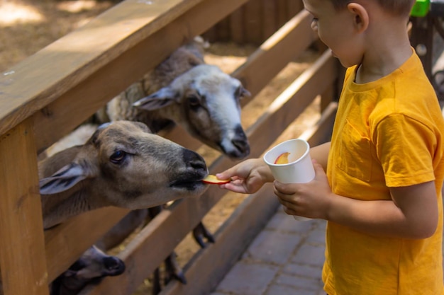 Le garçon nourrit les animaux du zoo