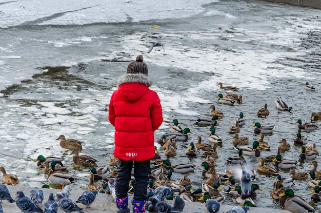 Un garçon nourrit des canards sur un lac en hiver.