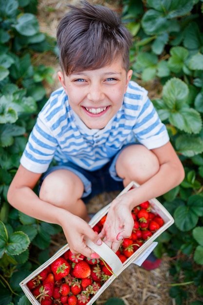 Garçon avec panier de fraises cueillette des fraises dans un champ