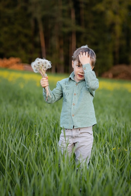 Le garçon a recueilli un bouquet de pissenlits blancs dans un pré