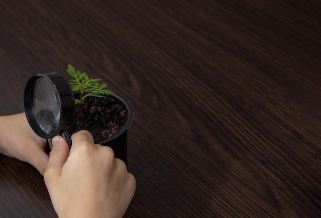 Un garçon regarde une fleur dans un pot à travers une loupe