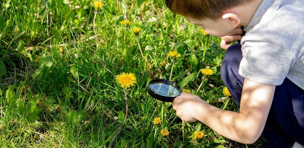 Le garçon regarde la fleur à travers une loupe