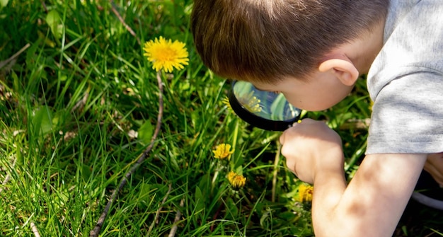 Le garçon regarde la fleur à travers une loupe