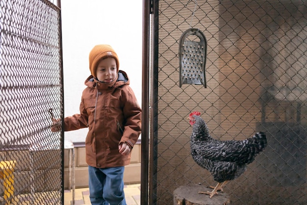 Photo un garçon s'occupe des poulets dans un poulailler avec soin pour la volaille