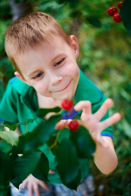 Garçon de six ans près d'un arbre avec des cerises