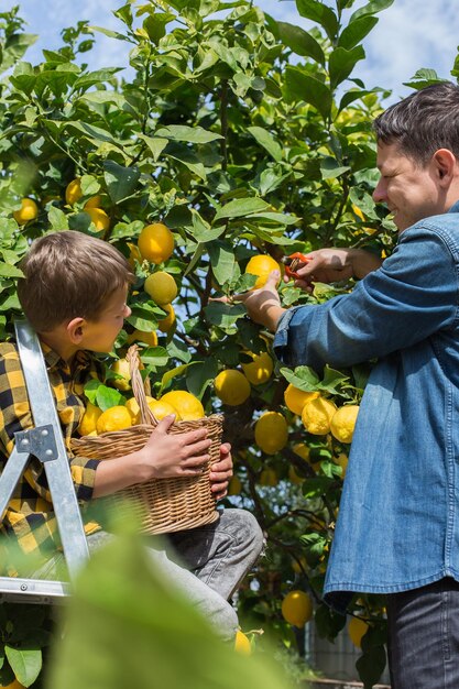 Photo un garçon tenant des fruits sur une plante