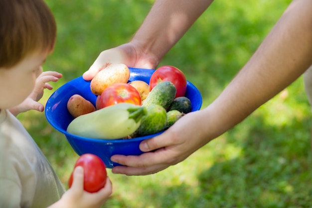 Le garçon tient un bol avec une récolte estivale de légumes. L'agriculteur et l'enfant cueillent les tomates, les concombres et les courgettes du potager