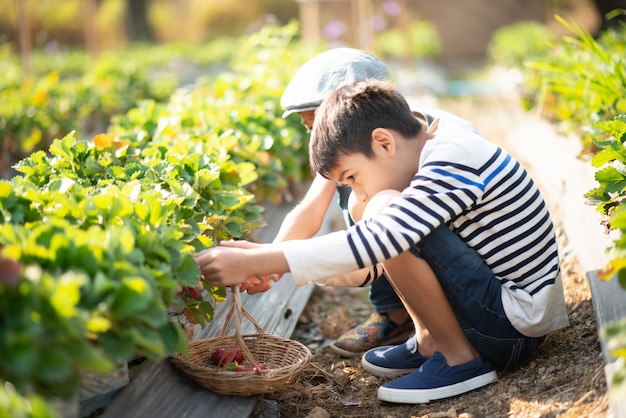 Garçons asiatiques récoltant des fraises biologiques à la ferme