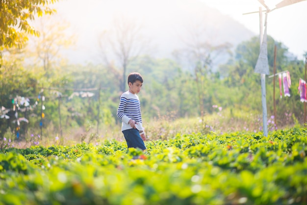 Garçons asiatiques récoltant des fraises biologiques à la ferme