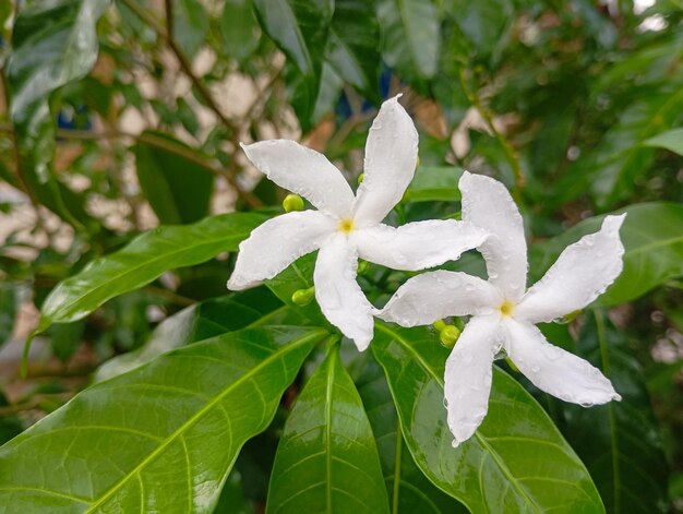 Photo gardenia ou plaque de verre gardenia augusta est un arbuste annuel de la tribu kopikopienne ou rubiaceae