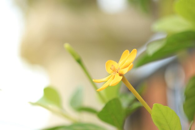 Gardenia sootepensis fleur jaune dans le jardin