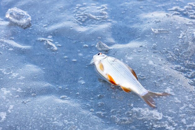 Le gardon attrapé se trouve sur la pêche d'hiver de glace