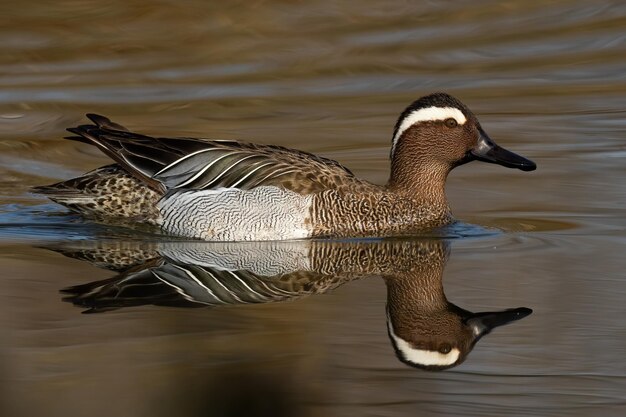 Garganie nageant dans la rivière au printemps avec reflet