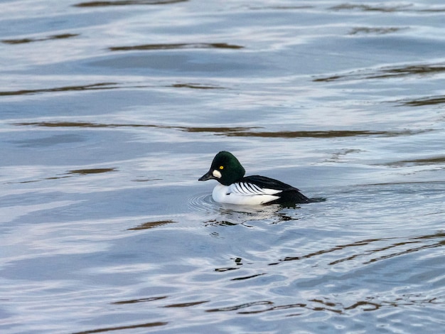 Garrot à œil d'or ou garrot à œil d'or (Bucephala clangula) Stockholm, Suède