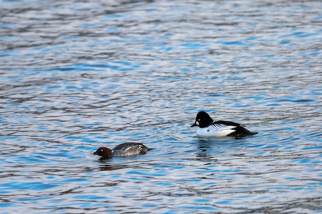 Garrot à œil d'or ou garrot à œil d'or (Bucephala clangula) Stockholm, Suède