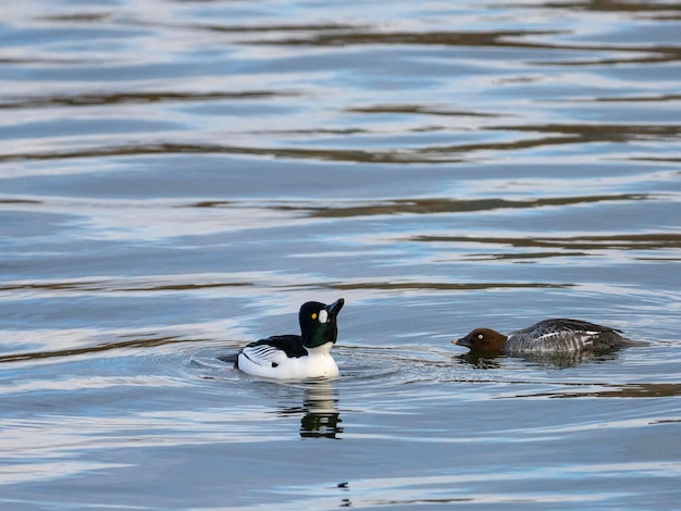 Garrot à œil d'or ou garrot à œil d'or (Bucephala clangula) Stockholm, Suède