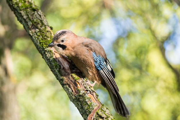 Garrulus glandarius sur une branche