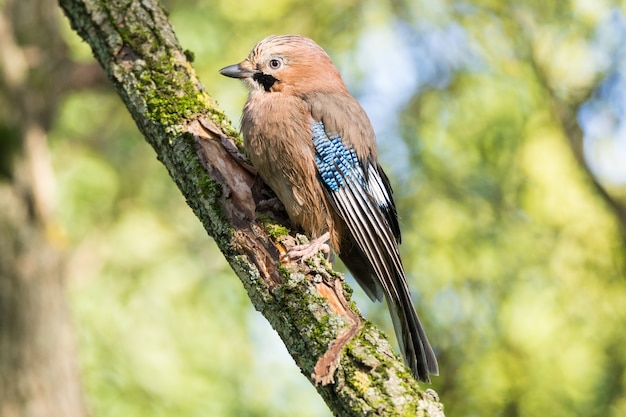 Garrulus glandarius sur une branche