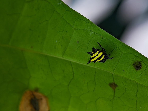 Gasteracantha doriae était une araignée à la forme épineuse