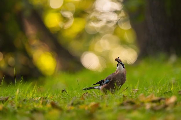 Gâteaux eurasiens avec un gland dans le bec au milieu de l'herbe verte Photo de la faune