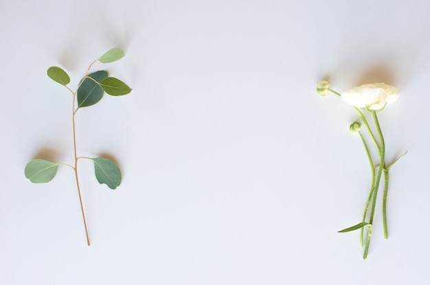 Sur la gauche se trouve un brin d'eucalyptus, à droite une fleur de renoncule, flatlay.