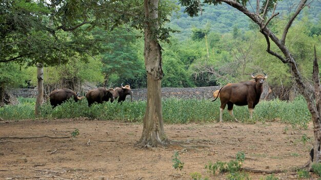 Le gaur également connu sous le nom de bison indien est un bovin originaire d'Asie du Sud et du Sud-Est