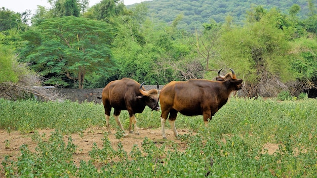 Le gaur également connu sous le nom de bison indien est un bovin originaire d'Asie du Sud et du Sud-Est