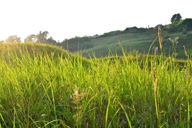 gaz vert sur les collines avec lumière du soleil le soir