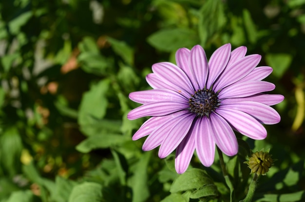 Gazania belle fleur de lilas en gros plan