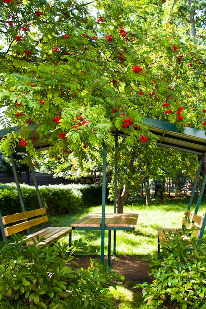 Gazebo en bois dans le jardin sous un arbre Rowan mûr. Baies de Rowan sur une branche