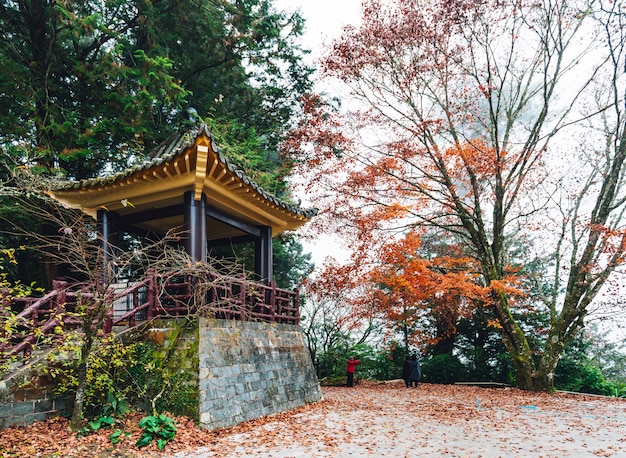 Photo gazebo chinois avec arbres et érables en arrière-plan dans l'aire de loisirs de la forêt nationale d'alishan, comté de chiayi, canton d'alishan, taïwan.