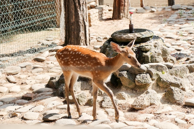 Gazelle dans le zoo sur le fond pierreux