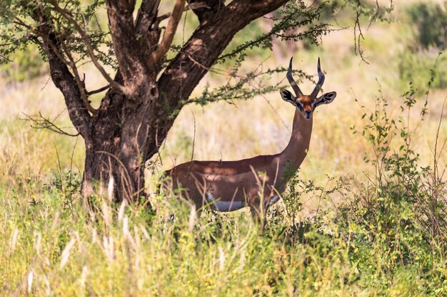 Photo la gazelle gerenuk dans la savane