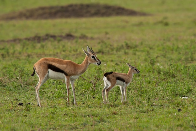 Gazelle avec son Cub n the Savannah