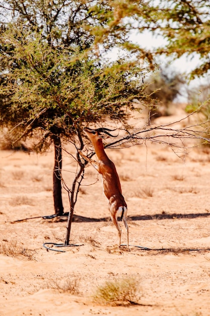 Photo une gazelle sous un arbre