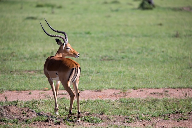 Une Gazelle De Thomson Dans Le Paysage D'herbe De La Savane Au Kenya
