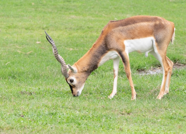 la gazelle de thomson