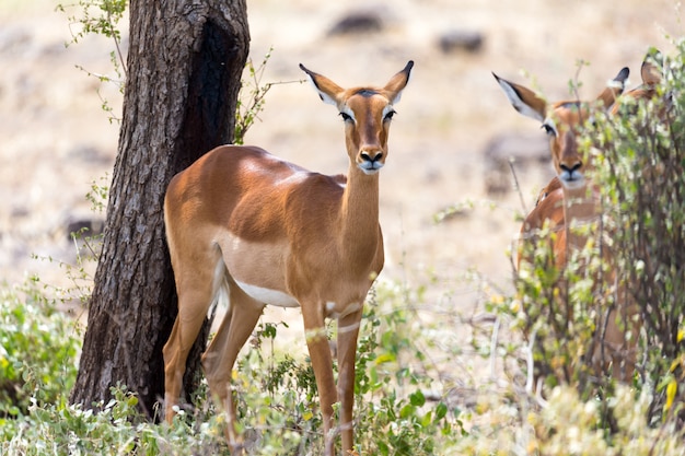 Gazelles Impala pâturées dans la savane du Kenya