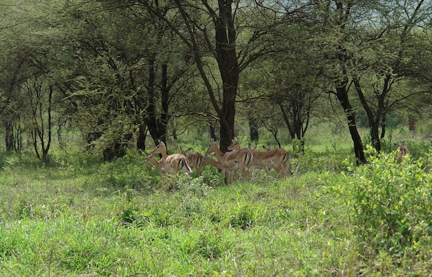 Photo des gazelles sous un arbre