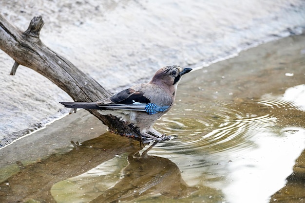 Geai commun ou garrulus glandarius passereau de la famille des corvidés